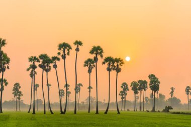 Tayland kırsalında güneş doğarken şeker palmiyeli genç pirinç tarlası manzarası
