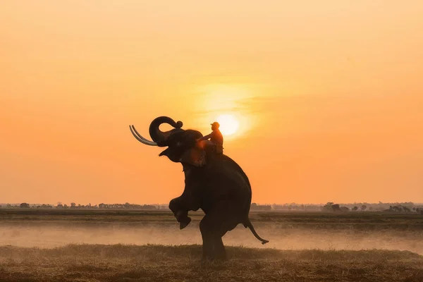 Silhouette Scenery Standing Asia Elephant Elephant Keeper Riding Background Golden — Stock Fotó