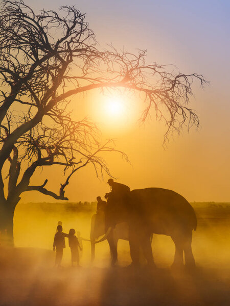 Silhouette scenery of asia elephants with trainers riding under tree witk children villagers during golden sky of sunrising in morning