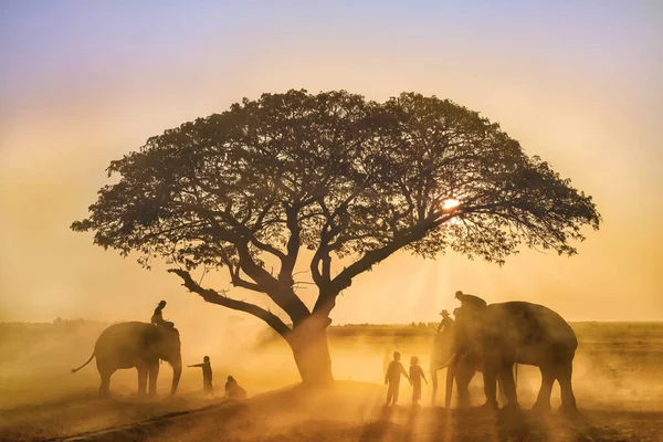 landscape silhouette scenery of three elephants with trainers riding standing under tree with village children in morning of sunrising at Surin province travel destination in Thailand