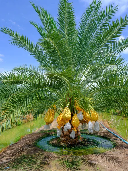 date fruits palm tree with date fruits bunch with paper wrap at date fruits palm tree plantation in Thailand