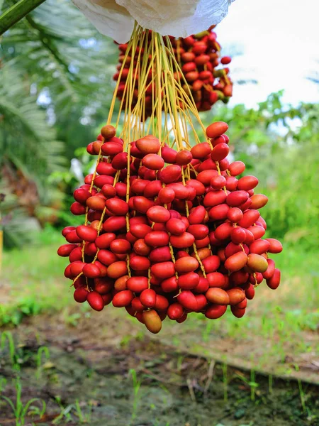 close up of fresh ripe red date fruits bunch hanging on date palm tree ready for harvest at date palm plantation in Thailand