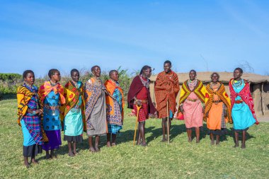 Maasai Mara, Narok/ Kenya - July 2022: Maasai Mara tribe people with colorful clothing dancing and singing at Maasai Mara tribe village famous travel destination near Maasai Mara Natinal Reserve Kenya