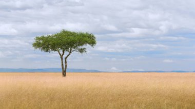 landscape scenery of savanna grassland ecology with lone tree at Masai Mara National Reserve Kenya