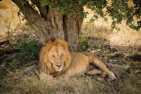 lion resting under tree shade at Masai Mara National Reserve Kenya.