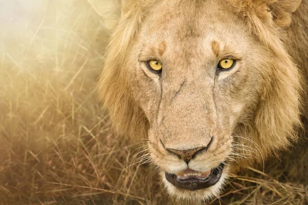 Close Lion Face Looking Camera Masai Mara National Reserve Kenya — Stock fotografie