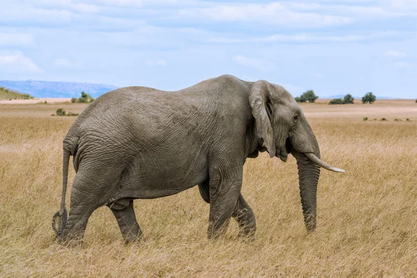 Lone African Elephant Walking Savanna Grassland Masai Mara National Reserve — Stock Fotó