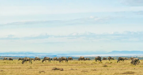 Herd Wildebeest Standing Eating Grass Together Savanna Grassland Masai Mara — Zdjęcie stockowe