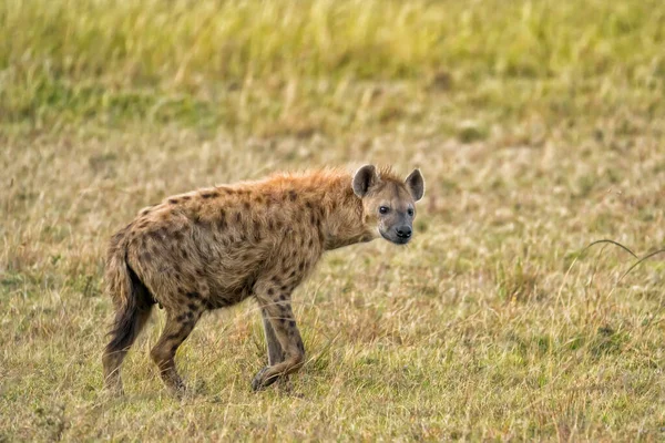 Lone Hyena Walking Savanna Grassland Masai Mara National Reserve Kenya — Stock Fotó