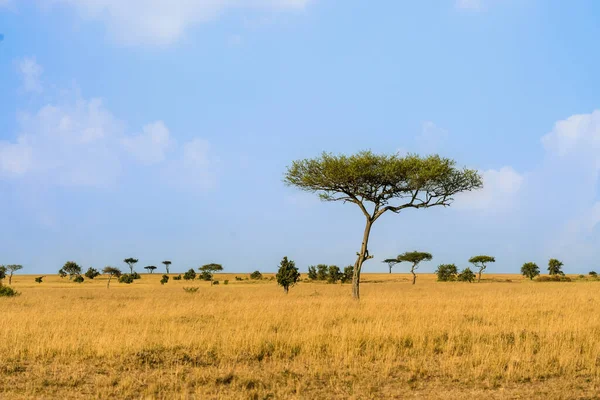 Landscape Scenery Savanna Grassland Ecology Masai Mara National Reserve Kenya — Zdjęcie stockowe