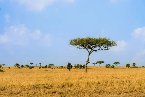 landscape scenery of savanna grassland ecology at Masai Mara National Reserve Kenya.