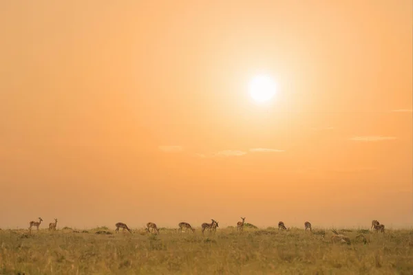 Herd Antelope Thompson Eating Grass Together Savanna Grassland Sunset Masai — Zdjęcie stockowe