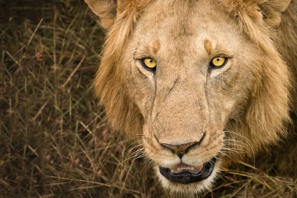 Close Lion Face Looking Camera Masai Mara National Reserve Kenya — Fotografia de Stock