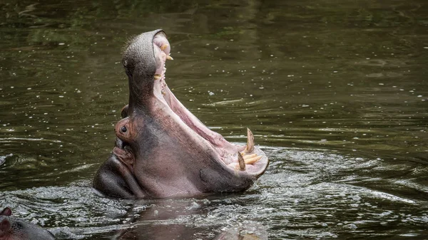 Hippo Hippopotamus River Open Mouth Masai Mara National Reserve Kenya — Stock Photo, Image