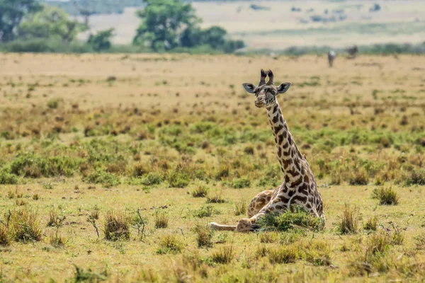 Young Giraffe Resting Savanna Grassland Masai Mara National Reserve Kenya — Stockfoto