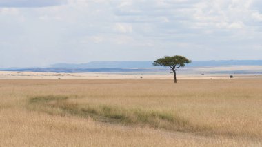 landscape scenery of savanna grassland ecology with lone tree at Masai Mara National Reserve Kenya