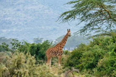 Rothschilds Giraffe at Lake Nakuru national park Kenya