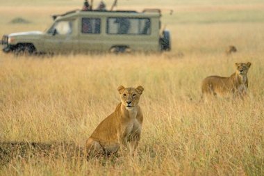 lions in savanna grassland haunting together with background of Safari tourist watching from car at Masai Mara National reserve Kenya