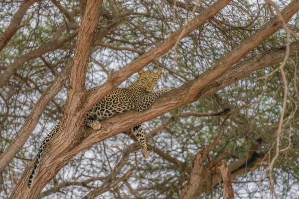 lone leopard one of big five animals lying on tree looking at camera at Masai Mara National Reserve Kenya