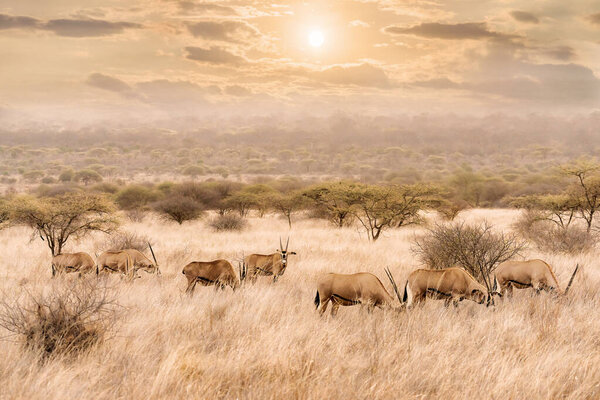 herd of oryx eating grass in savanna grassland during sun set at Masai mara National reserve Kenya