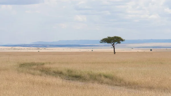 Landscape Scenery Savanna Grassland Ecology Lone Tree Masai Mara National — Zdjęcie stockowe
