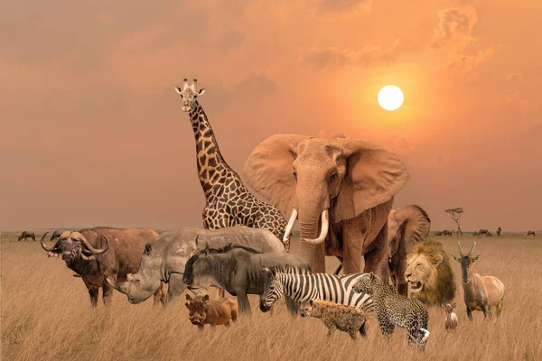 Group Safari African Animals Elephants Rhino Buffalo Giraffe Lion Elephant — Fotografia de Stock