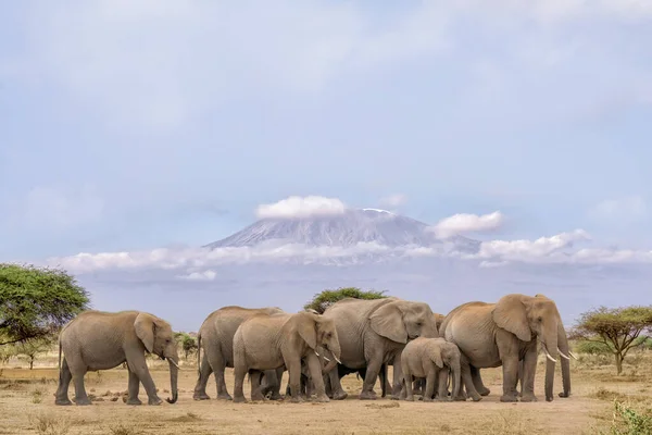 Herd African Elephants Walking Together Background Kilimanjaro Mountain Amboseli National — Stockfoto