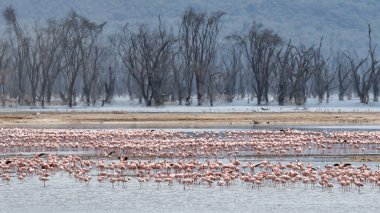 Scenery view of Flamingo flock standing in water of Lake Nakuru at Lake Nakuru National Park Kenya.
