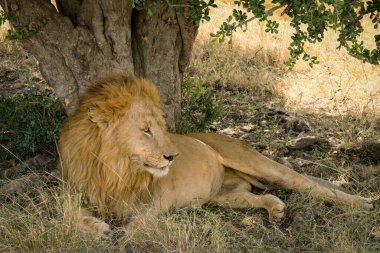 lion resting under tree shade at Masai Mara National Reserve Kenya.