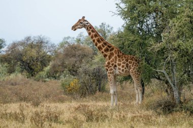Rothschilds Giraffe at Lake Nakuru national park Kenya