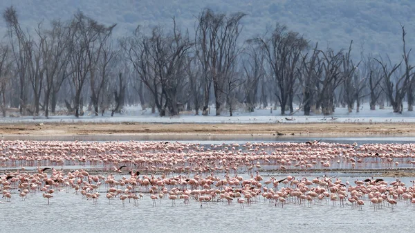 Scenery view of Flamingo flock standing in water of Lake Nakuru at Lake Nakuru National Park Kenya.