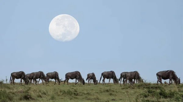 Herd Wildebeest Standing Together Moon Rising Masai Mara National Reserve — Stock Fotó