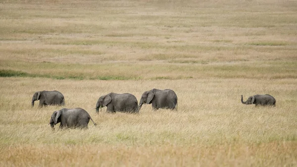 Herd African Elephants Walking Together Savanna Grassland Masai Mara National — Stockfoto