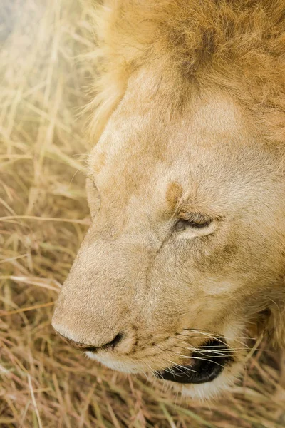 Close Lion Face Looking Camera Masai Mara National Reserve Kenya — Stock fotografie