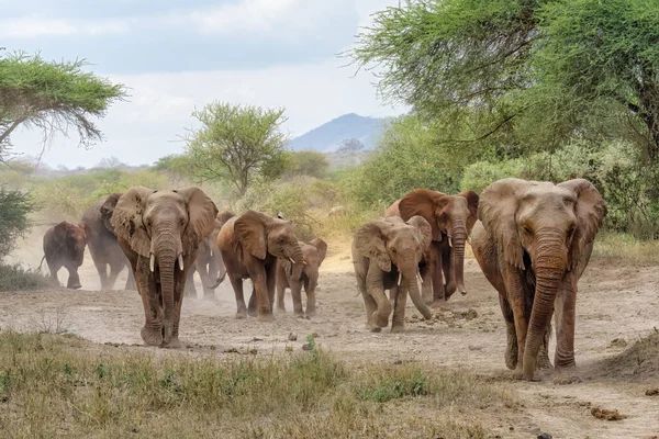 Herd African Elephants Walking Together Amboseli National Park Kenya — Stockfoto