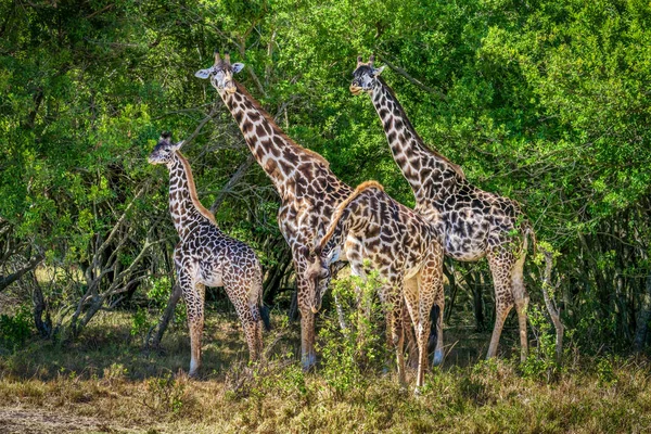 Herd Giraffe Standing Eating Tree Leaves Together Savanna Grassland Masai — Stock Fotó