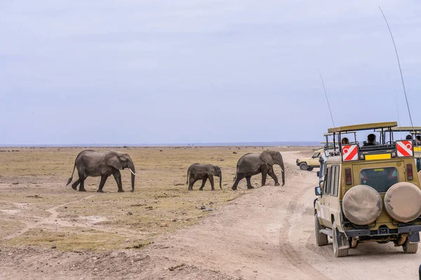 African Elephants Walking Road Amboseli National Park Kenya Safari Travel — Stockfoto