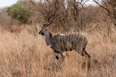 Kudu standing alone in savanna grassland at Masai Mara National reserve Kenya.