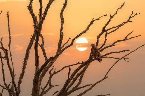 Eagle Dead Tree Background Sun Sunset Sky Lake Nakuru National — Stockfoto