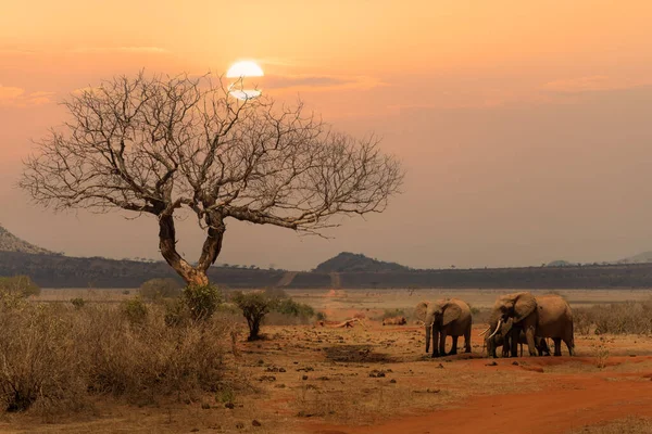 Herd African Elephants Standing Together Sunset Tsavo East National Park — Zdjęcie stockowe