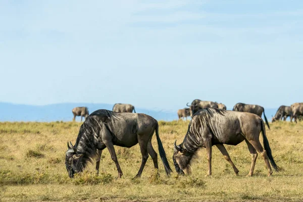Herd Wildebeest Standing Eating Grass Together Savanna Grassland Masai Mara — Stock Fotó