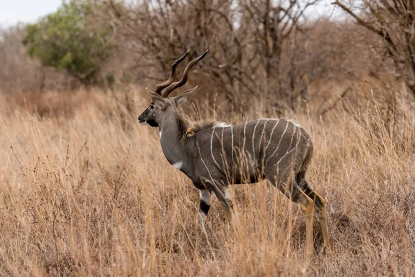 Kudu Standing Alone Savanna Grassland Masai Mara National Reserve Kenya — Zdjęcie stockowe