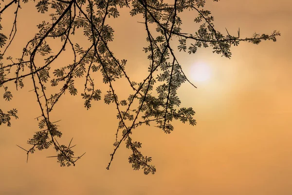 Natural Background Acacia Branch Leaf Thorn Background Sunset Sky Africa — Stockfoto