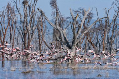 Scenery view of Flamingo flock standing in water of Lake Nakuru at Lake Nakuru National Park Kenya.