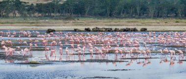 Scenery view of Flamingo flock standing in water of Lake Nakuru at Lake Nakuru National Park Kenya.