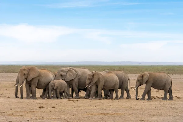 Herd African Elephants Walking Together Amboseli National Park Kenya — Stockfoto