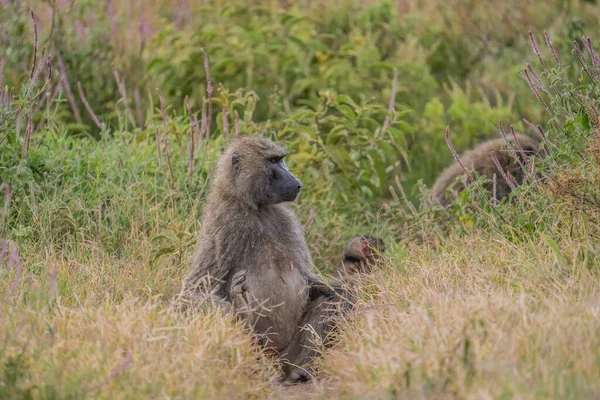 Baboon at Masai Mara national reserve and Lake Nakuru national park inKenya