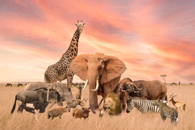 Group of safari African animals elephants, rhino, buffalo, giraffe, lion, elephant, leopard, hyena, zebra, wildebeest and others stand together in savanna grassland with background of sunset sky