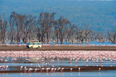 Scenery view of Flamingo flock standing in water of Lake Nakuru with background of safari tourist van stop by watching at Lake Nakuru National Park Kenya.