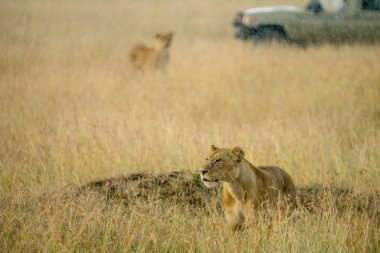 lions in savanna grassland haunting together with background of Safari tourist watching from car at Masai Mara National reserve Kenya